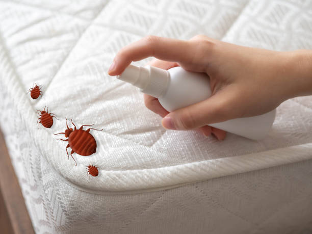 Best Flea Control Services  in Alamosa, CO