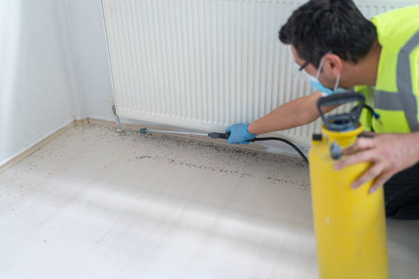 Best Ant Control Services  in Alamosa, CO